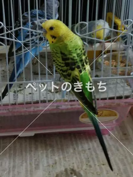 迷子鳥の画像