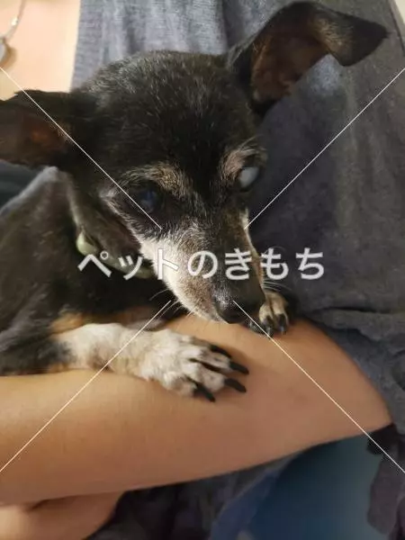 保護犬の画像