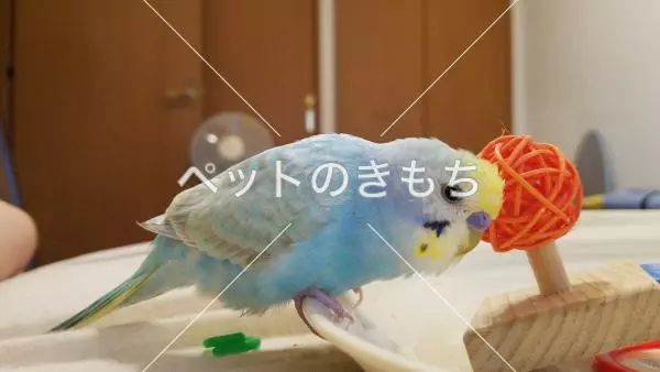 迷子鳥の画像