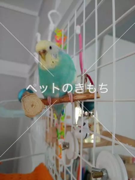 迷子鳥の画像