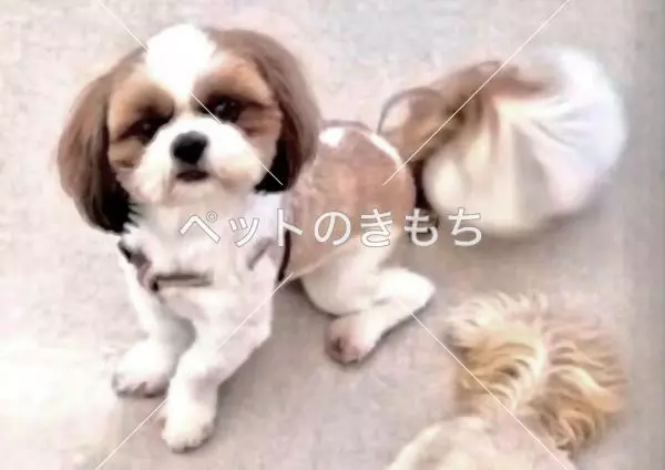 迷子犬の画像