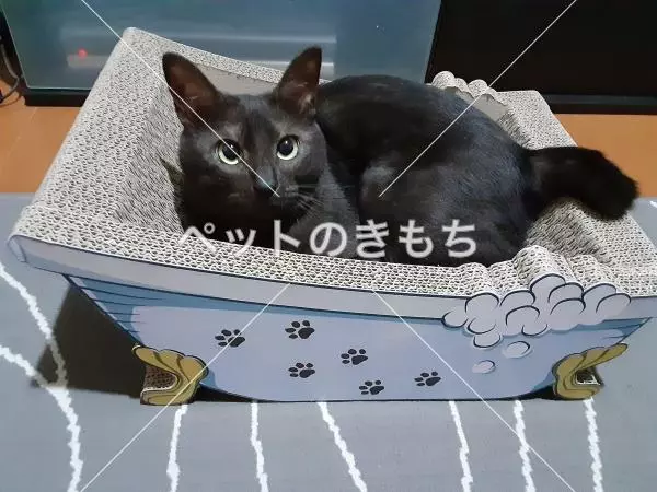 迷子猫の画像