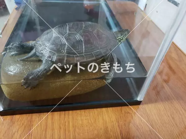 迷子ペットの画像