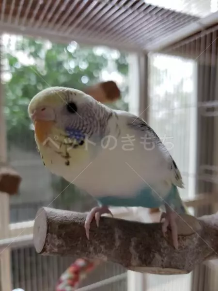 迷子鳥の画像