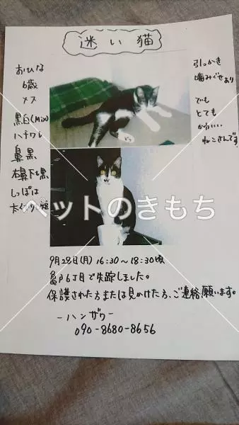 迷子猫の画像