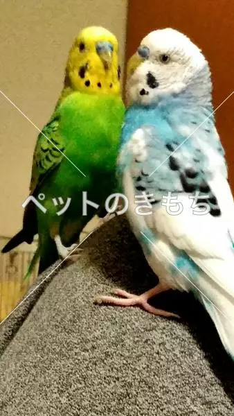 迷子鳥の画像