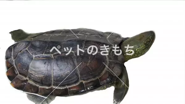 迷子ペットの画像