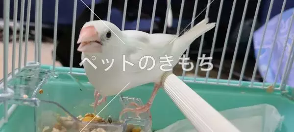 保護鳥の画像