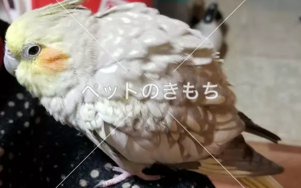 コメント投稿の画像