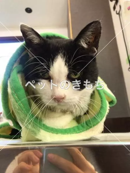 保護猫の画像
