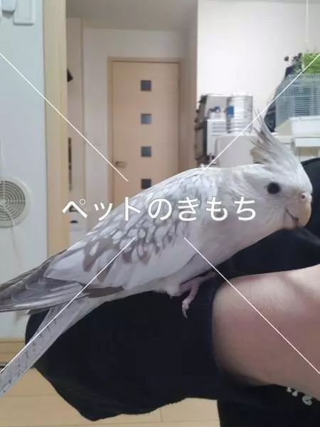 迷子鳥の画像