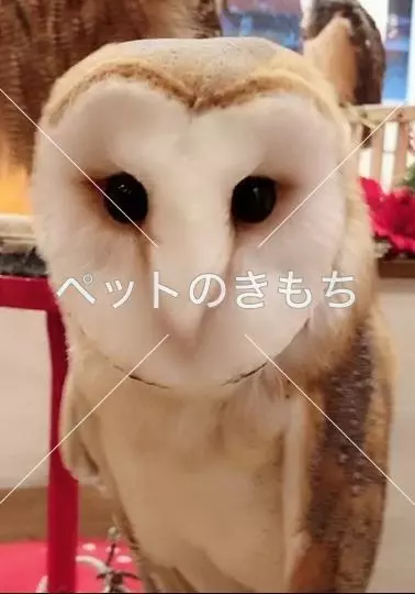 迷子鳥の画像