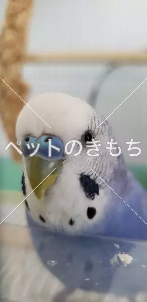 迷子鳥の画像