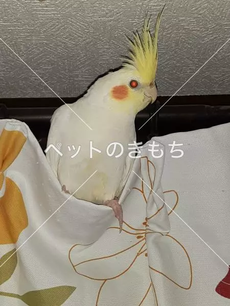 迷子鳥の画像