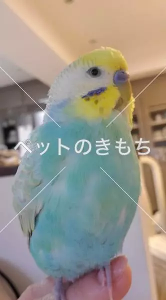 迷子鳥の画像