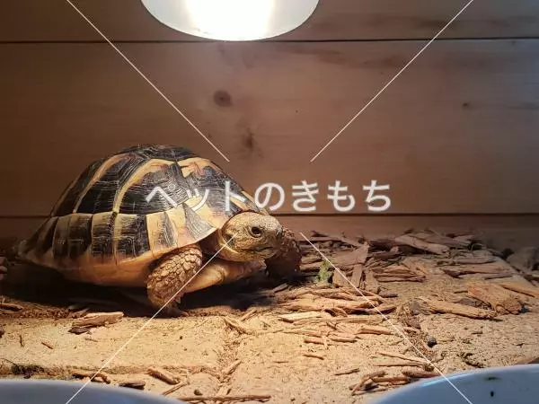 迷子ペットの画像