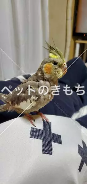 迷子鳥の画像