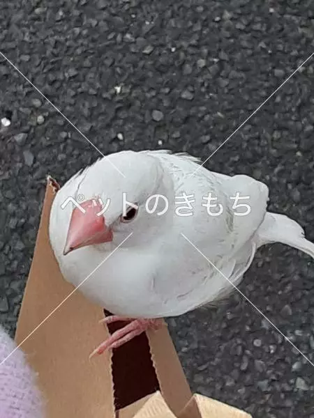 コメント投稿の画像