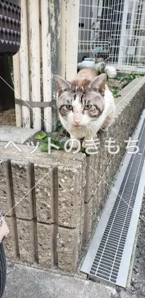 保護猫の画像
