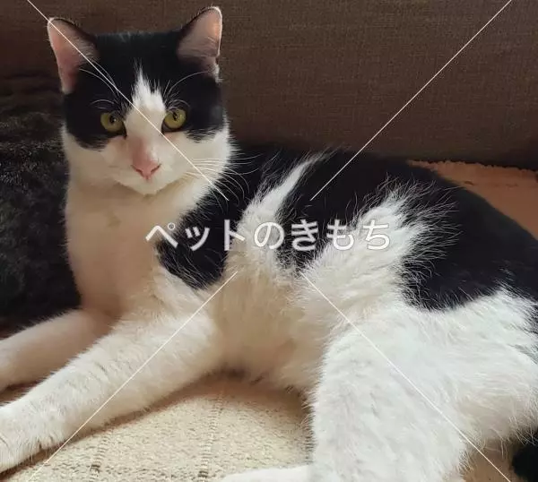 迷子猫の画像