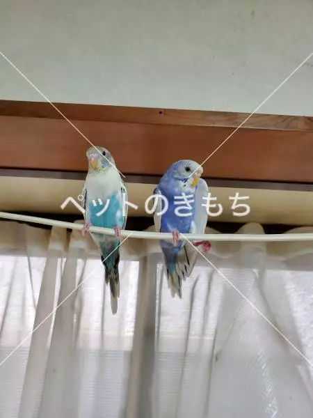 迷子鳥の画像