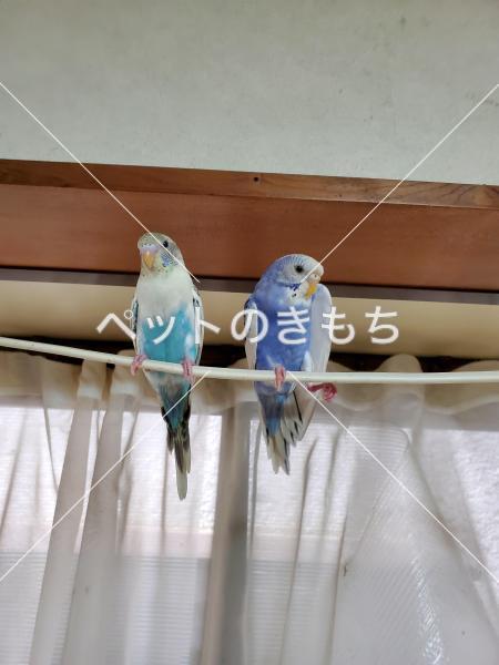 迷子鳥の画像