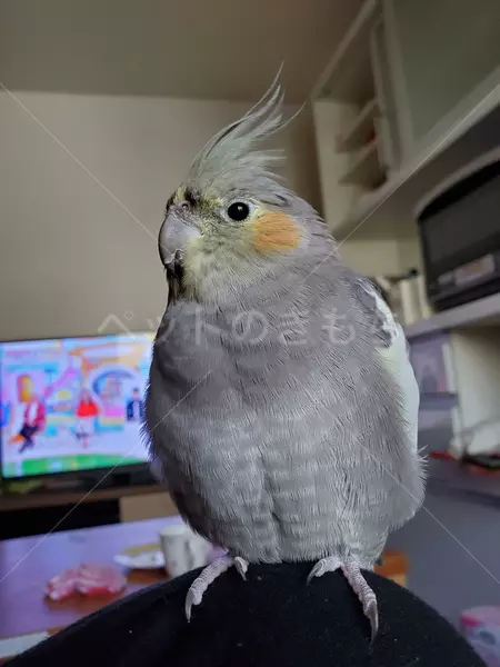 迷子鳥の画像
