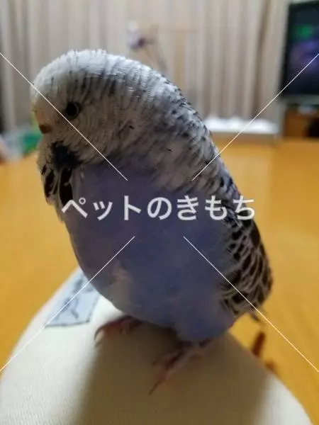迷子鳥の画像