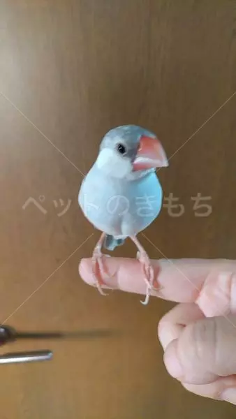 迷子鳥の画像
