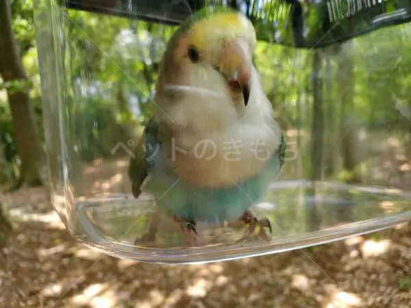 保護鳥の画像
