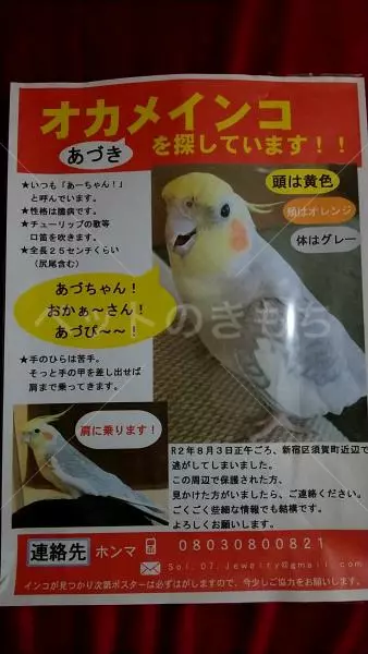 迷子鳥の画像