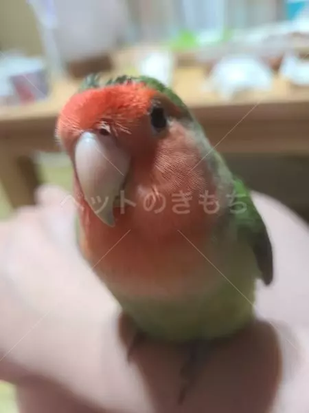 迷子鳥の画像
