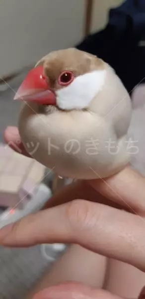 迷子鳥の画像