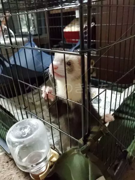 迷子ペットの画像