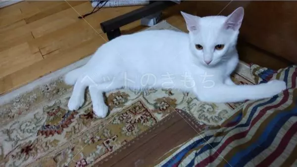 迷子猫の画像