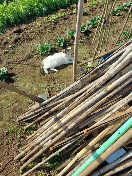 コメントの画像