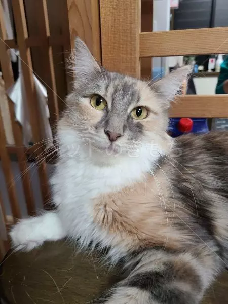 コメントの画像