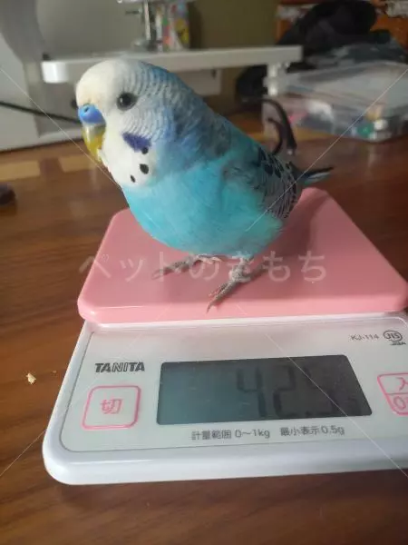 迷子鳥の画像