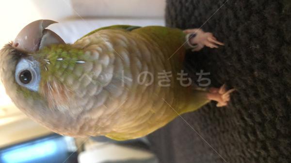 迷子鳥の画像