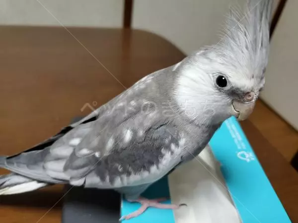 コメントの画像