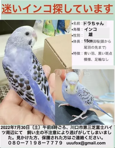 迷子鳥の画像