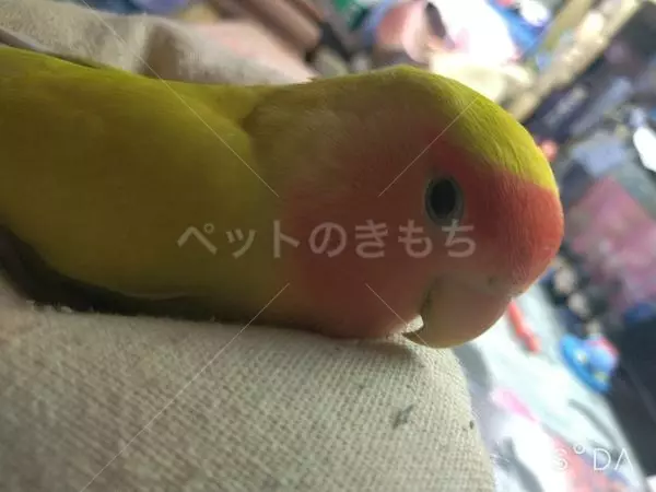 迷子鳥の画像