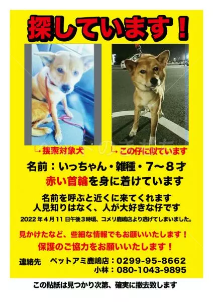 迷子犬の画像
