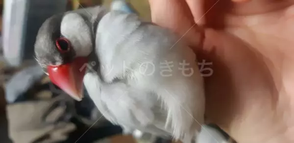 迷子鳥の画像