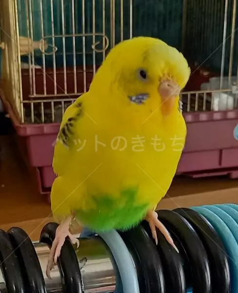 迷子鳥の画像