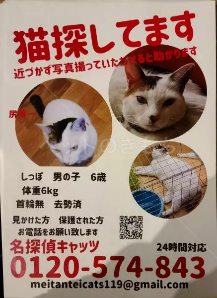 迷子猫の画像