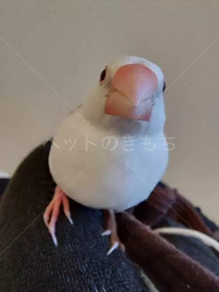 迷子鳥の画像