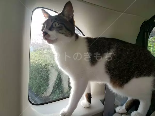 コメントの画像