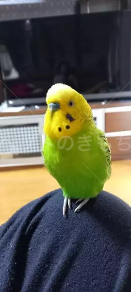 迷子鳥の画像