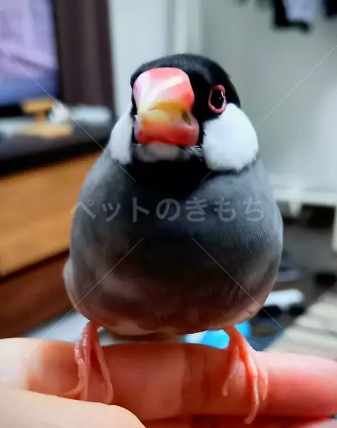 迷子鳥の画像